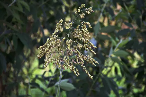 Sorghum bicolor. Sorghum tarım alanı. Bitki ayrıca büyük darı, süpürge, mısır, durra, imhee, jowar veya milo olarak da bilinir..