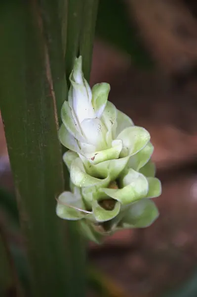 Doğal bahçe arka planında çiçek açan beyaz zerdeçal (Curcumalonga). Curcuma longa 'nın enfloresansı. Çiçekler önemli yağ kaynaklarıdır.