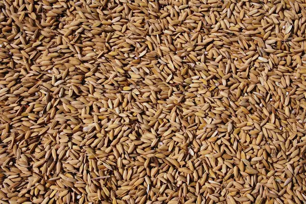 Çeltik pilavı (Oryza sativa) dokusu