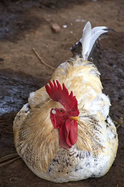 Bantam Chicken (Gallus gallus domesticus), Aves sınıfı, Galliformes Order, Phasianidae familyasından bir kuş türü. Tavukların özellikleri küçük boy, küçük duruş ve cüce büyümesine sahiptir..