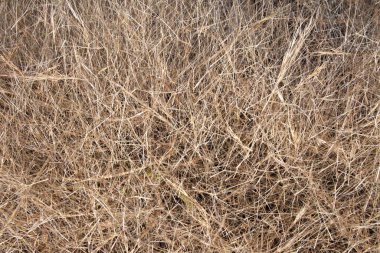 Kurumuş çimenlerin arka planı. Devamlı bir tabaka içinde kuru otlar. Arkaplan.