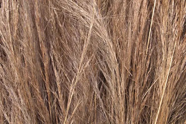 Saçlara benzeyen samanlara yakın, doğal ışık altında kurumuş çimenlere. Arkaplan dokusu.