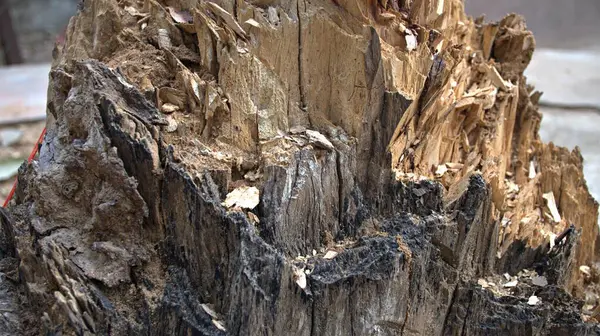 Eski çatlaklar köhne ağaç gövdesi dokusu, bulanık arkaplan, dikey kapatma ayrıntısı