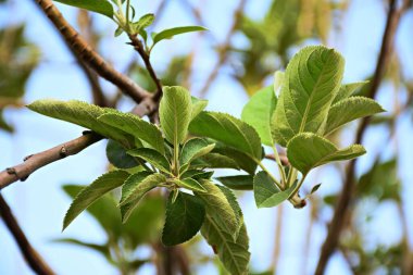 Elma yaprakları dallarda sallanıyor.
