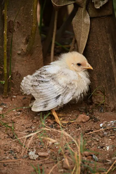 Bahçedeki küçük sevimli civciv
