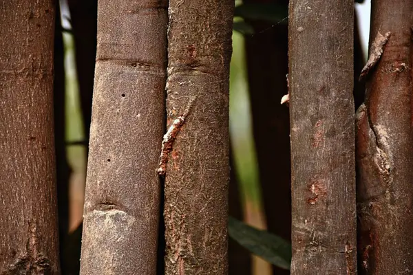 Kapalı ahşap çit dokusu, kayıt çiti, frekanslar, metin altında yer alma, arkaplan veya doku olarak kullan