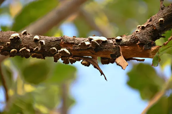 Doğal Orman Ekosisteminde Mantar Büyüyen Bir Ağaç Dalının Yakın Görüntüsü