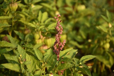 Doğal Yeşillik Amaranth, Amaranth, Yeşil Amaranth (Amaranthus gracilis Desf.).
