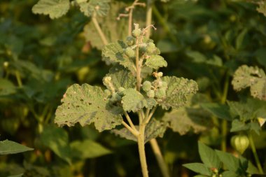 Chrozophora tinctoria 'ya kapsamlı bir genel bakış, tıbbi ve ekolojik öneme sahip bir boya üretim tesisi  