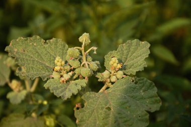Chrozophora tinctoria 'ya kapsamlı bir genel bakış, tıbbi ve ekolojik öneme sahip bir boya üretim tesisi  