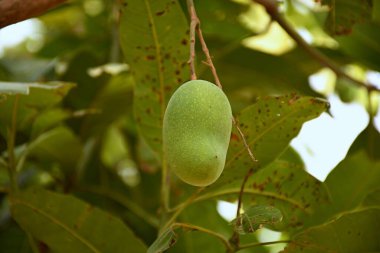 Olgunlaşmamış Yeşil Mango Güneş Işığında Bir Ağaç Dalında Asılı