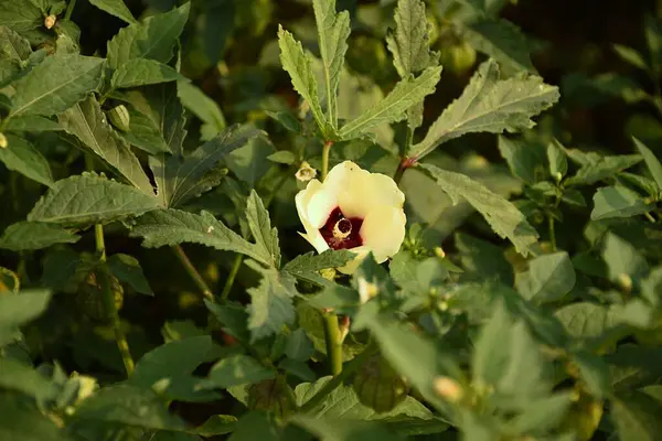 Yeşil Yeşilliğin Ortasında Çiçek açan, Eşsiz Yapısını ve Canlı Renklerini Gösteren Yakın Çekim Okra Çiçeği