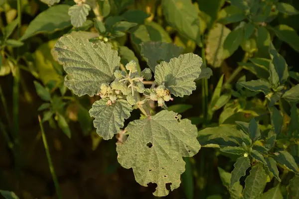 Chrozophora tinctoria 'ya kapsamlı bir genel bakış, tıbbi ve ekolojik öneme sahip bir boya üretim tesisi  