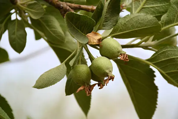 Olgunlaşmamış Yeşil Elma Meyvelerinin Doğal Işıkta Yaprakları Olan Bir Ağaç Dalında Asılı Görüntüsü