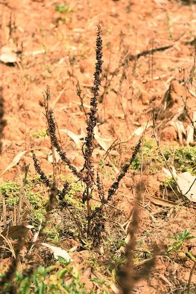 Bir Kuru Arazide Dayanıklı Kuru Bitki, Hayatta Kalmak İçin Zorlu Çevresel Koşullarla Mücadele