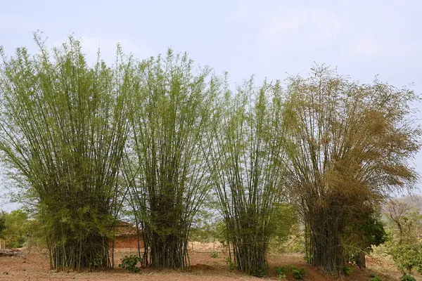 Doğal ortamında çeşitli büyüme kalıplarına sahip Serene Bambu Koruluğu