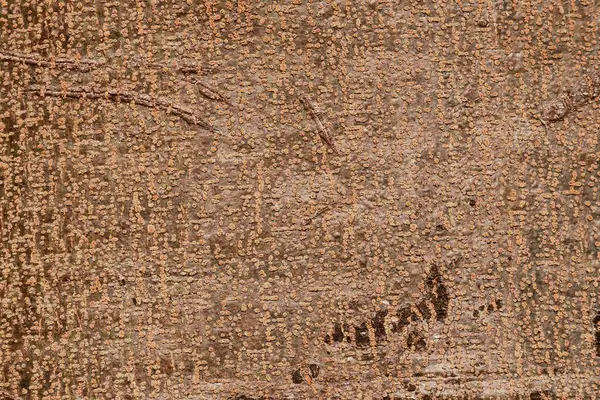 Merceklerle Ağaç Kabuğu Dokusunun Yakın Görüntüsü ve Kahverengi Tonlarda Doğal Örnekler
