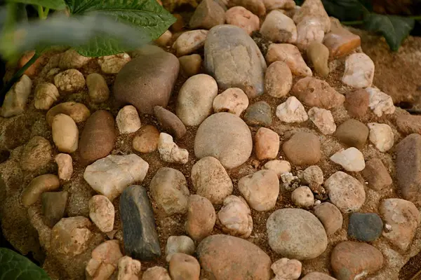 Çeşit çeşit Doğal Çakıl Taşları ve Taşlar Yeşil Yaprakların Altındaki Toprakta