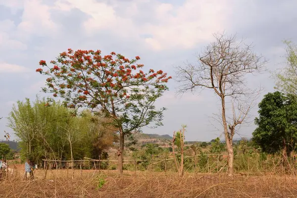 Görkemli Gülmohar Ağacı Ateşli Kırmızı Çiçekler ve Yeşilli Yeşil Çiçeklerle Çiçek Açtı