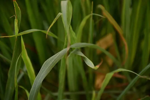 Doğal Doku ve Detayları Gösteren Yeşil Çim Bıçaklarının Yakın Görüntüsü