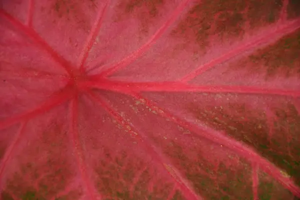 Zarif Caladium Yaprakları Büyüleyici Pembe ve Yeşil Renkleri Yeşiller Bahçesinde Gösteriyor