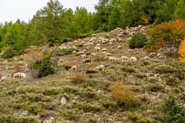 Koyun sürüsü dağlık arazide, sonbaharda, arka plandaki kayalara ve ağaçlara karşı otlar. Fransız koyunları. Kaliteli fotoğraf