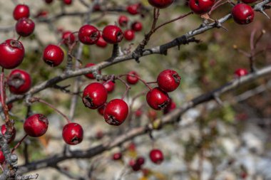 Sonbahar arkaplanında kızıl dikenli meyveler, Hawthorn meyveli dallar. Seçici odaklanma. Yüksek kalite fotoğraf