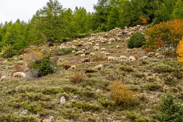 stock image Flock of sheep graze on the a pasture in the highlands, in the fall, against the rock and trees background. French sheeps. Hight quality photo