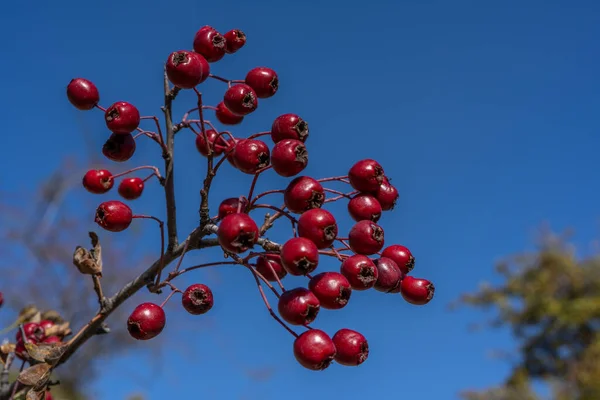 Rote Weißdornbeeren Herbstlichen Hintergrund Zweig Mit Weißdornfrüchten Selektiver Fokus Hochwertiges — Stockfoto