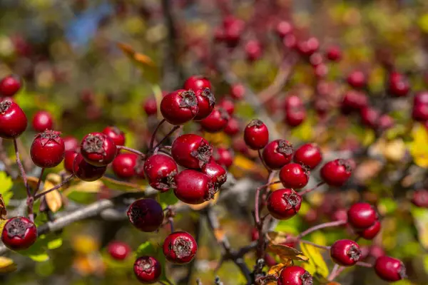 Baies Aubépine Rouge Arrière Plan Automne Branche Avec Des Fruits — Photo