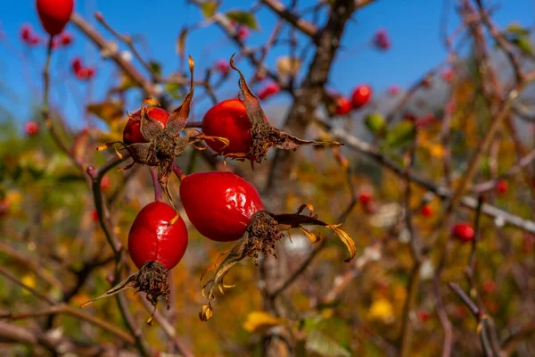 Las Bayas Rosa Mosqueta Sobre Arbusto Bosque Otoñal Frutos Medicinales — Foto de Stock