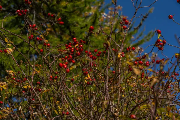 Csipkebogyó Egy Bokorban Őszi Erdőben Vörös Rózsafüzér Kiváló Minőségű Fénykép — Stock Fotó