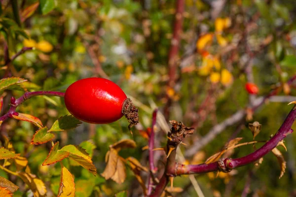 Rozenbottelbessen Een Struik Het Herfstbos Rode Geneeskrachtige Vruchten Van Bruyère — Stockfoto