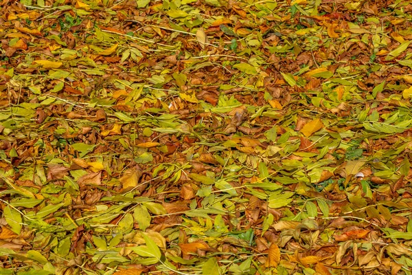 Színes Háttér Őszi Levelek Hullása Sárga Narancssárga Levelek Közelsége Kiváló — Stock Fotó