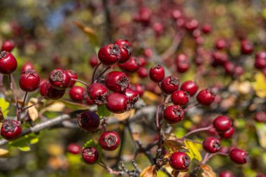 Sonbahar arkaplanında kızıl dikenli meyveler, Hawthorn meyveli dallar. Seçici odaklanma. Yüksek kalite fotoğraf