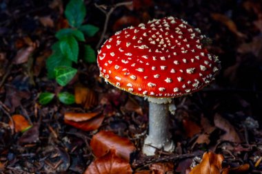 Amarik uç ya da Amanita uç, sonbahar ormanı geçmişi. Zehirli ve halüsinojen mantar. Makro, kapat. Yüksek kalite fotoğraf