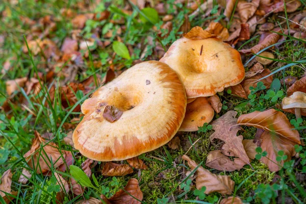 秋の森の中のシャネルのグループ キノコ狩りシーズン 高品質の写真 — ストック写真