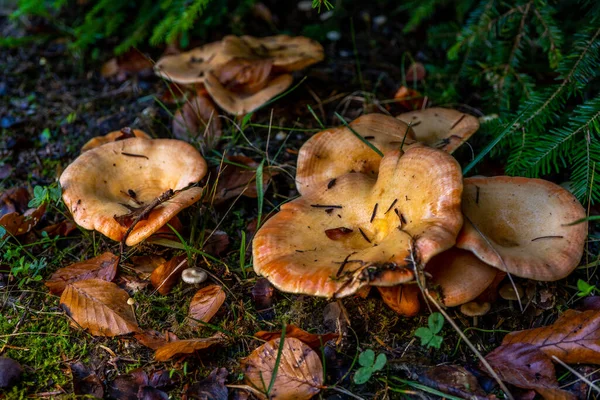 Група Лисиць Осінньому Лісі Сезон Збирання Грибів Високоякісна Фотографія — стокове фото