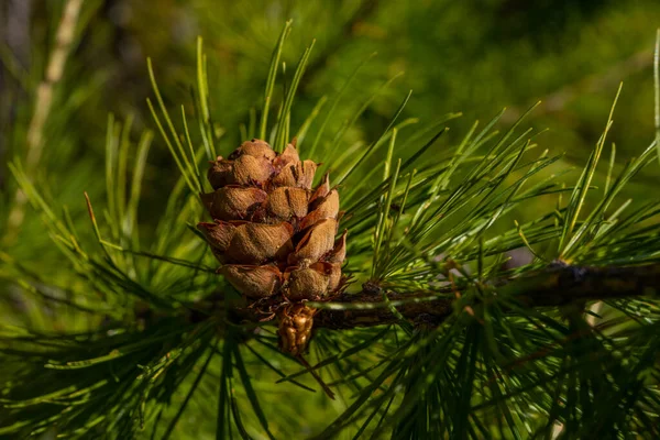 Fenyőfa Fenyőtobozzal Erdőben Makró Bezárva Kiváló Minőségű Fénykép — Stock Fotó