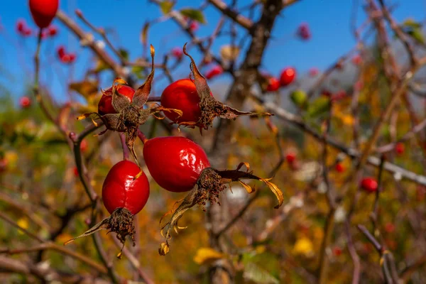 秋の森の茂みにベリーを出荷します ブライアーの赤い薬用フルーツ 高品質の写真 — ストック写真