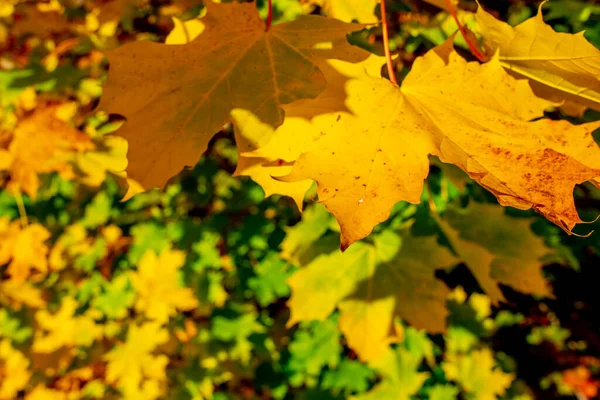 Gele Bladeren Aan Een Boom Kleurrijke Herfstbladeren Gouden Bladeren Het — Stockfoto