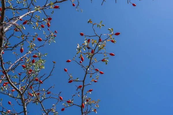 Sonbahar Ormanındaki Çalılıklarda Gül Üzümü Briar Kırmızı Tıbbi Meyveleri Yüksek — Stok fotoğraf