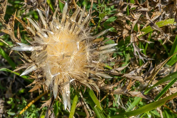 Dry Inflorescesses Cirsium Vulgare 가을의 자연적 배경은 베이지 색이다 매크로 — 스톡 사진