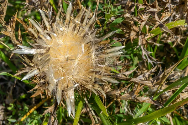 Trockene Blütenstände Cirsium Vulgare Natürlicher Hintergrund Des Herbstes Beigetönen Makro — Stockfoto