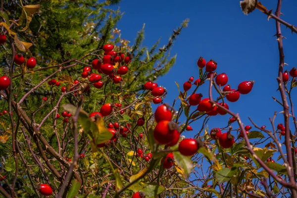Bagas Rosa Mosqueta Arbusto Floresta Outono Frutos Medicinais Vermelhos Briar — Fotografia de Stock