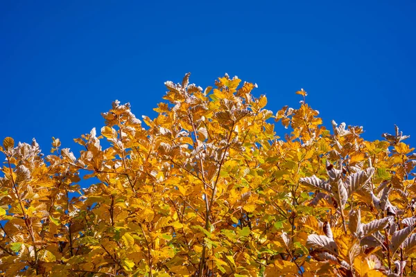 Prachtige Herfstboomachtergrond Boven Blauwe Lucht Rode Gele Bladeren Hoge Kwaliteit — Stockfoto