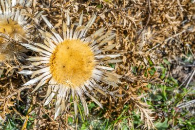 Kuru cilt bakımı, Cirsium vulgare. Sonbaharın doğal arka planında bej renkleri var. Makro yakın plan. Kaliteli fotoğraf