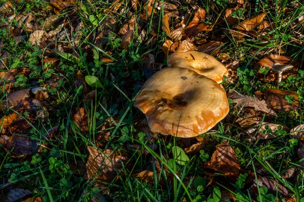 Group Chanterelles Autumn Forest Mushroom Picking Season High Quality Photo — Stock Photo, Image