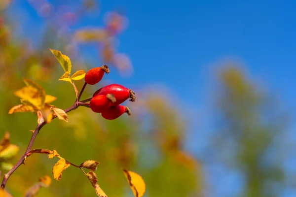 Hagebuttenbeeren Einem Busch Herbstlichen Wald Rote Medizinische Früchte Der Briar — Stockfoto