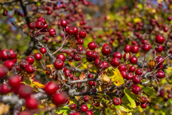 Rode Meidoorn Bessen Herfst Achtergrond Tak Met Meidoorn Fruit Selectieve — Stockfoto